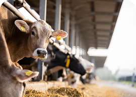 Agricultural and livestock fencing