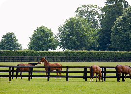 Four-board horse fence